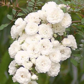 Bodendeckerrose 'Crystal Fairy' - Rosa crystal fairy ® - Bodendeckende Rosen