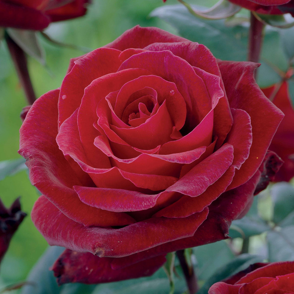 Edelrose Barkarole - Rosa Barkarole - Willemse