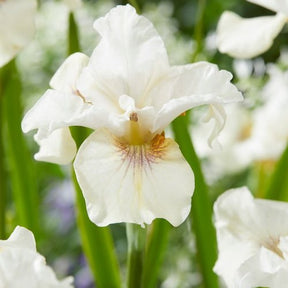 Sibirische Schwertlilie Not Quite White - Willemse