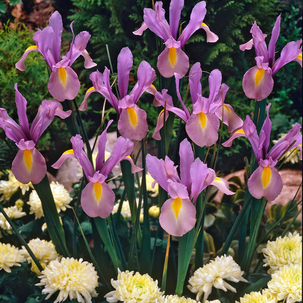 Holländische Iris King Mauve (x10) - Willemse