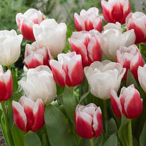 Tulpen 'Red Snow' Mischung (x10) - Willemse