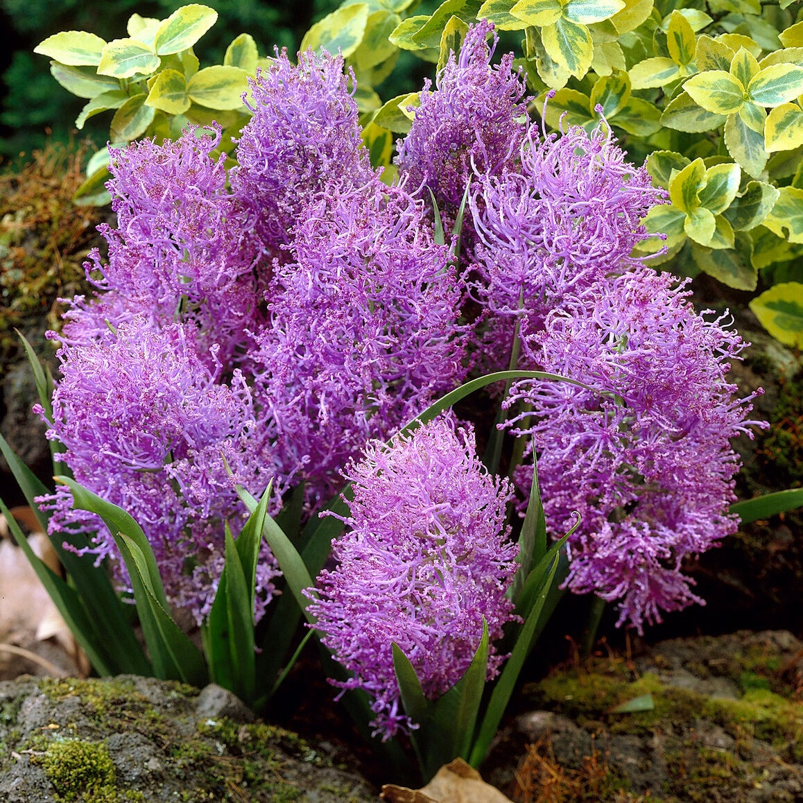 Schopfige Traubenhyazinthe 'Plumosum' (x10) - Willemse