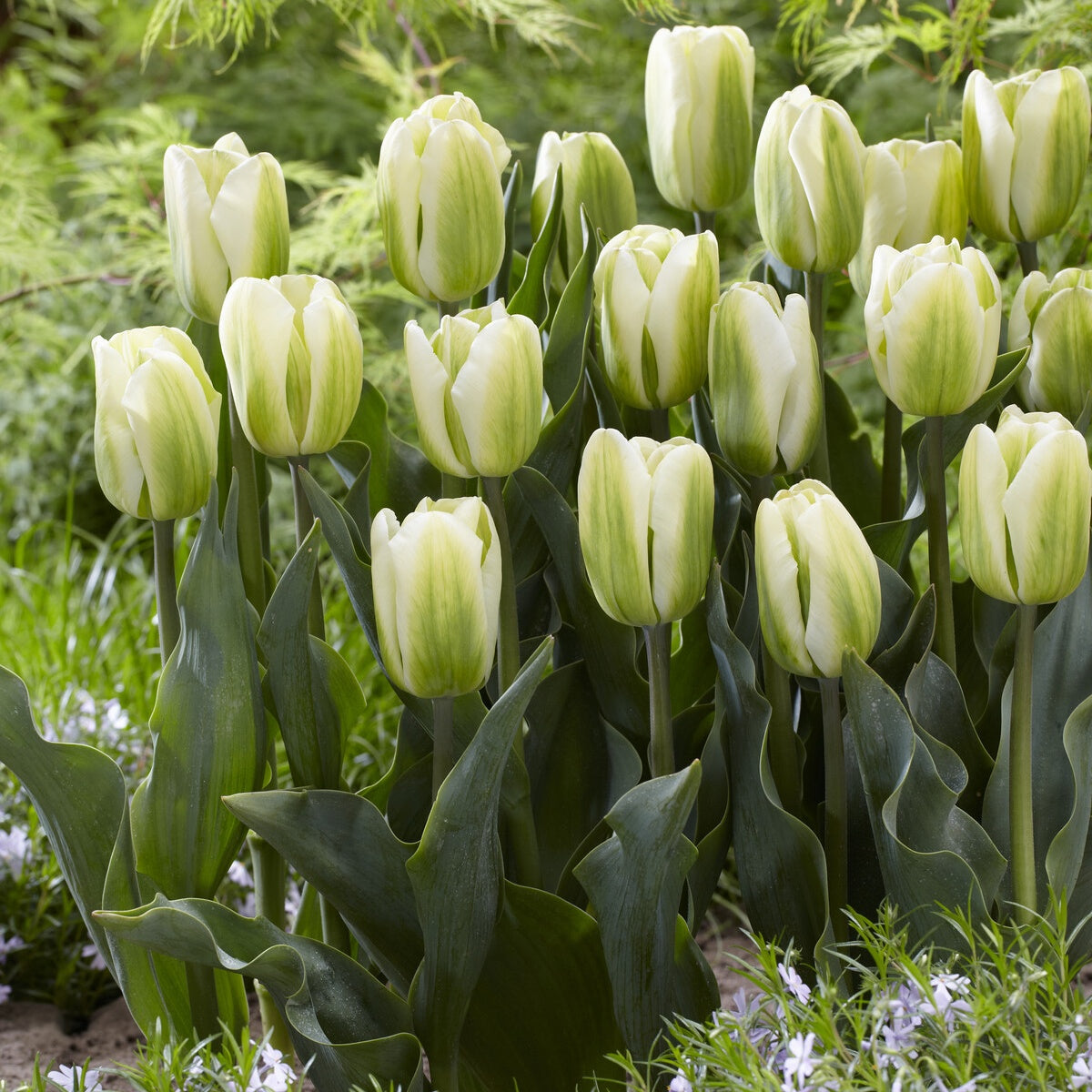 Triumph-Tulpen Green Spirit - Willemse