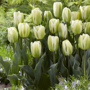 Triumph-Tulpen Green Spirit - Willemse