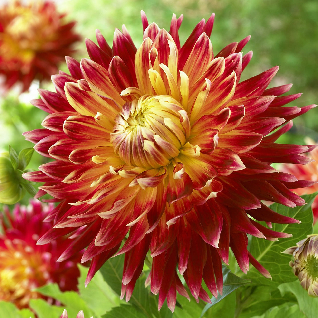 Dahlia 'Akita' - Willemse