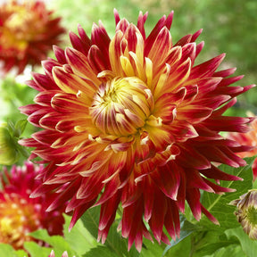 Dahlia 'Akita' - Willemse