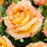 Rose 'André Willemse' - Willemse