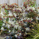 Riemenblüte 'Ruby Snow' - Loropetalum chinense 'iwai' ruby snow - Ziersträucher
