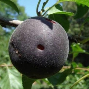 Schwarze Aprikose ‘Biricoccolo’ - Willemse