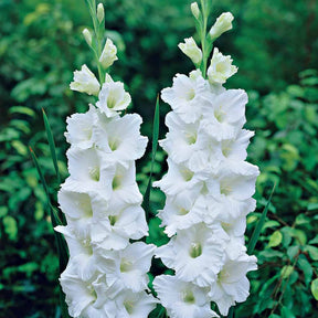 Gladiolen White Prosperity (x25) - Gladiolus white prosperity - Willemse