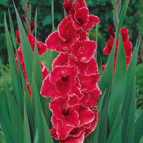Gladiolen Aftershock (x25) - Willemse