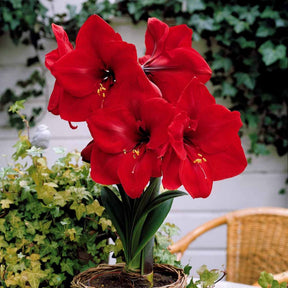 Amaryllis Valencia - Willemse