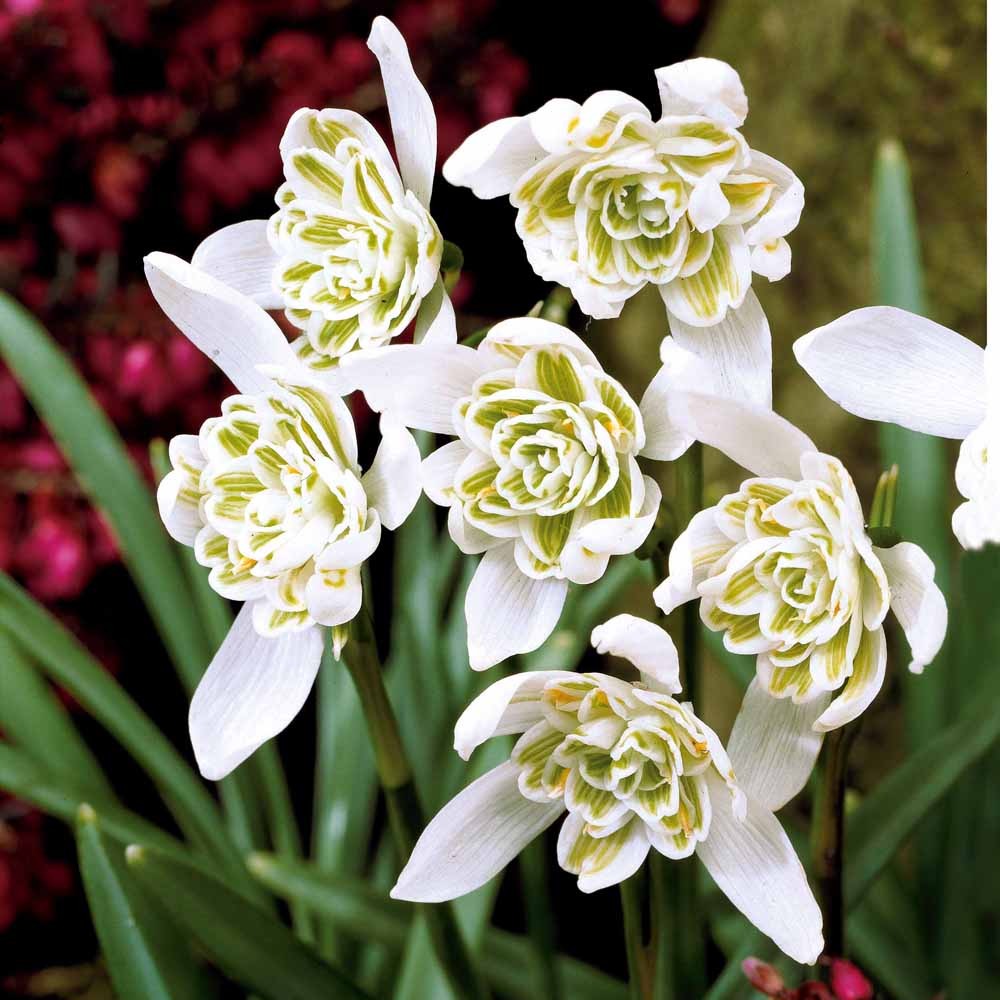 Doppeltes Schneeglöckchen (x10) - Schneeglöckchen - Galanthus-Zwiebeln - Willemse