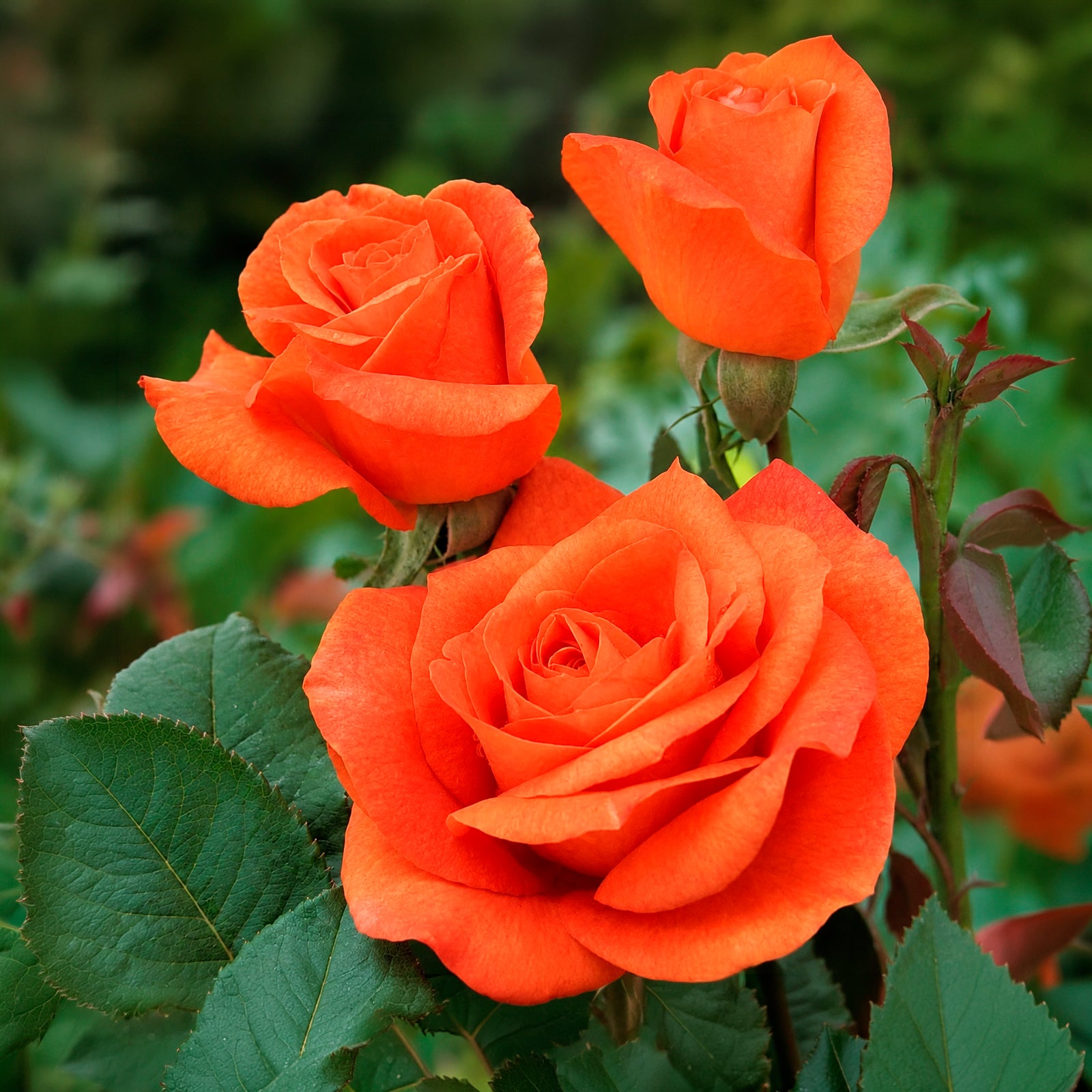 Rosenstrauch Orange Supreme - Willemse