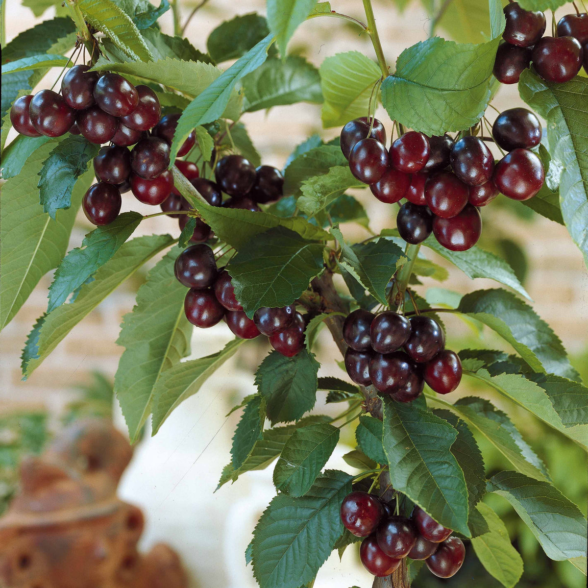 Kirsche Karina - Prunus avium Karina - Willemse