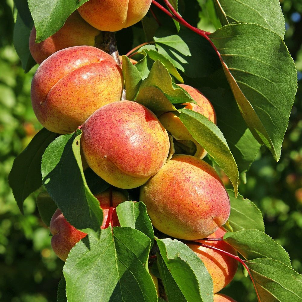 Aprikose ‘Polonais’ - Willemse