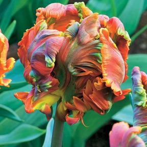 Papagei-Tulpen ‘Blumex’ (x6) - Willemse
