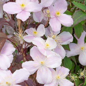 Clematis - Waldrebe Mayleen - Clematis montana Mayleen