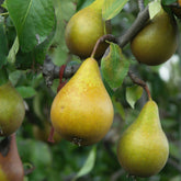 Birnbaum Beurré Hardy - Willemse