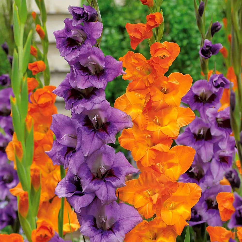 Gladiolen orange & lila (x20) - Willemse
