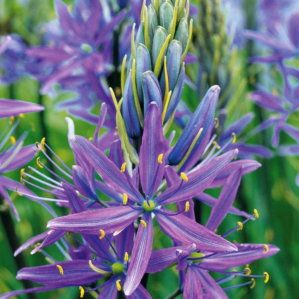 Prärielilie Caerulea (x5) - Camassia leichtlinii caerulea - Willemse
