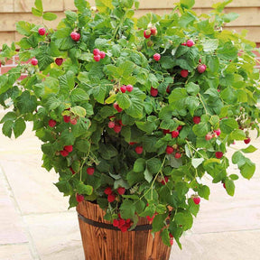 Himbeere Ruby Beauty - Willemse