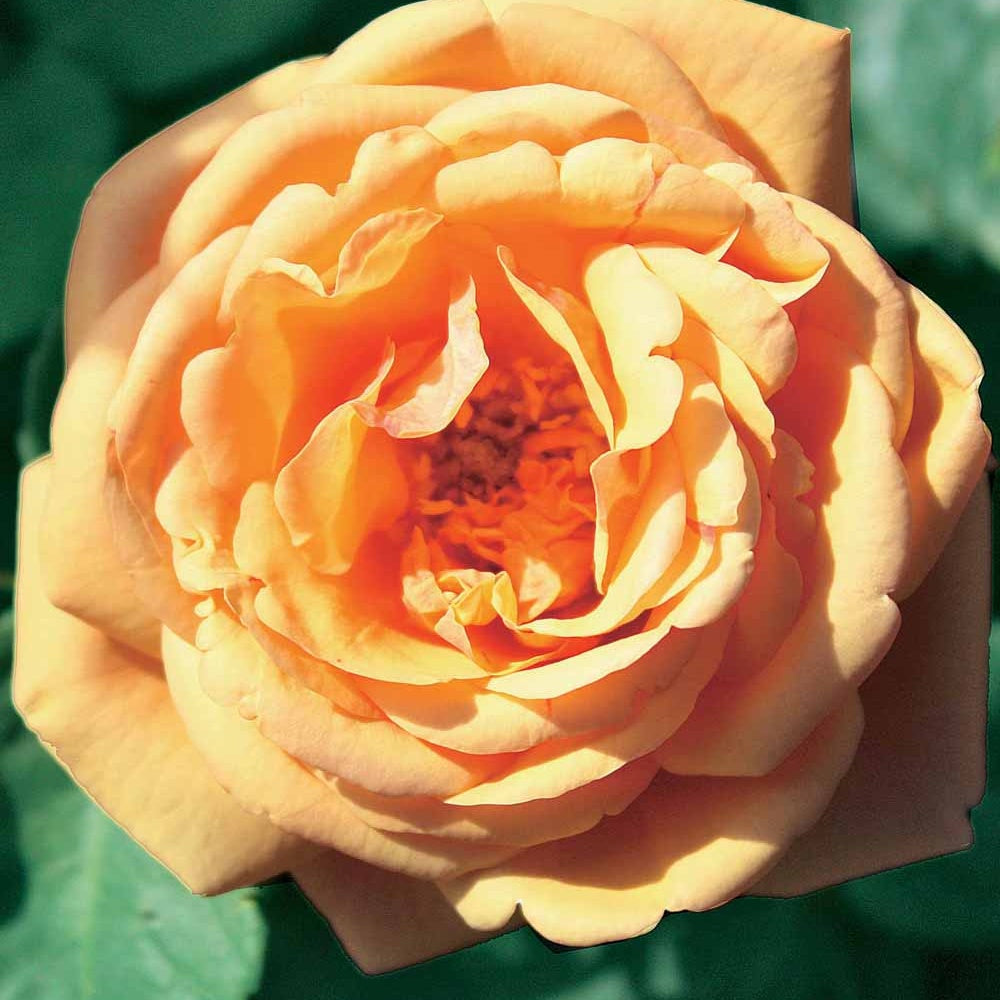 Englische Rose Charlie Ausgreen® - Willemse