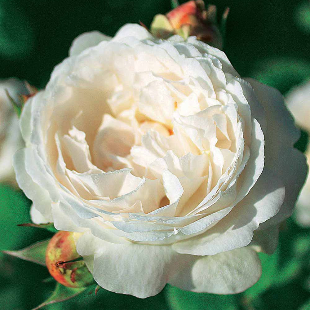 Englische Rose Ausgreen's Winner ® - Willemse