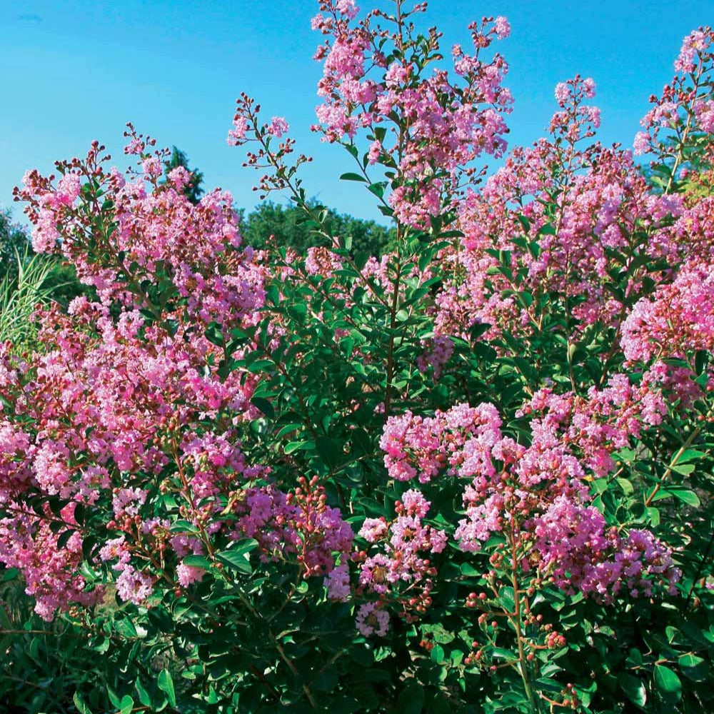 Kreppmyrte ‘Petit Pink’ - Lagerstroemia indica Petit Pink - Willemse