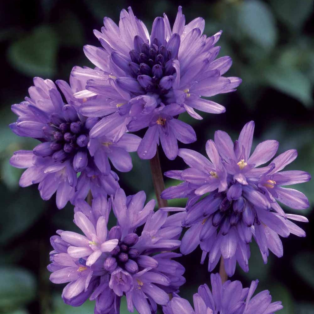 Frühlingsstern - Dichelostemma congestum - Willemse