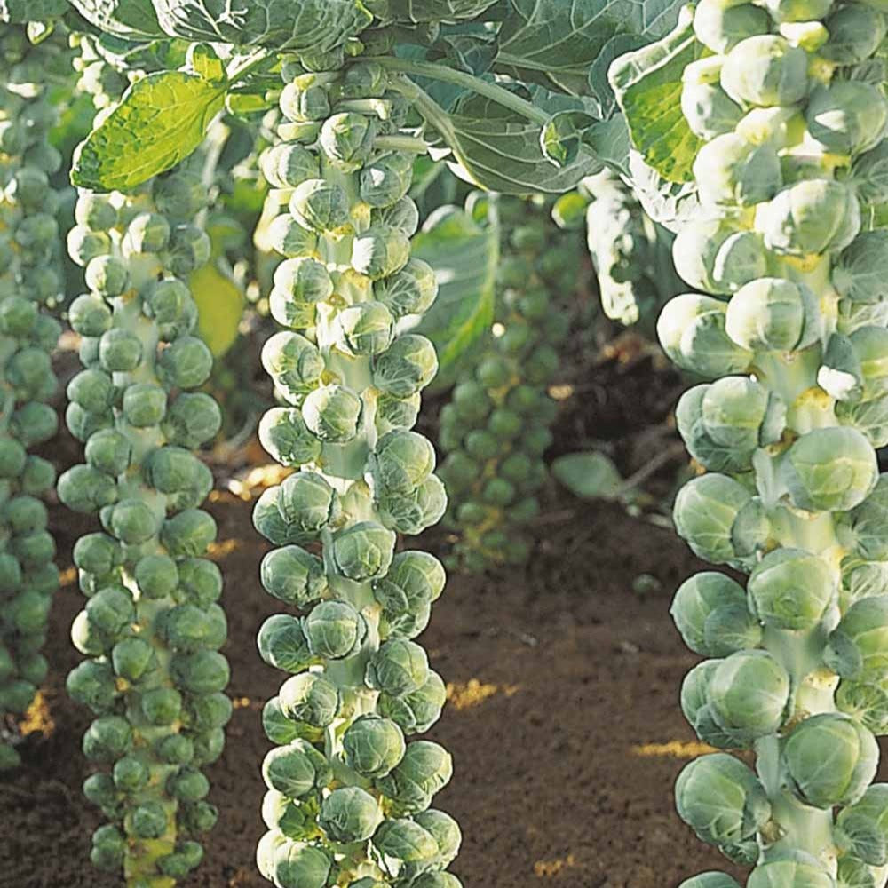 Rosenkohl Igor F1 Bio - Willemse