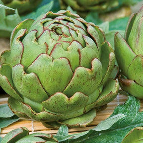 Artischocke ‘Vert de Provence’ - Cynara cardunculus vert de provence - Willemse
