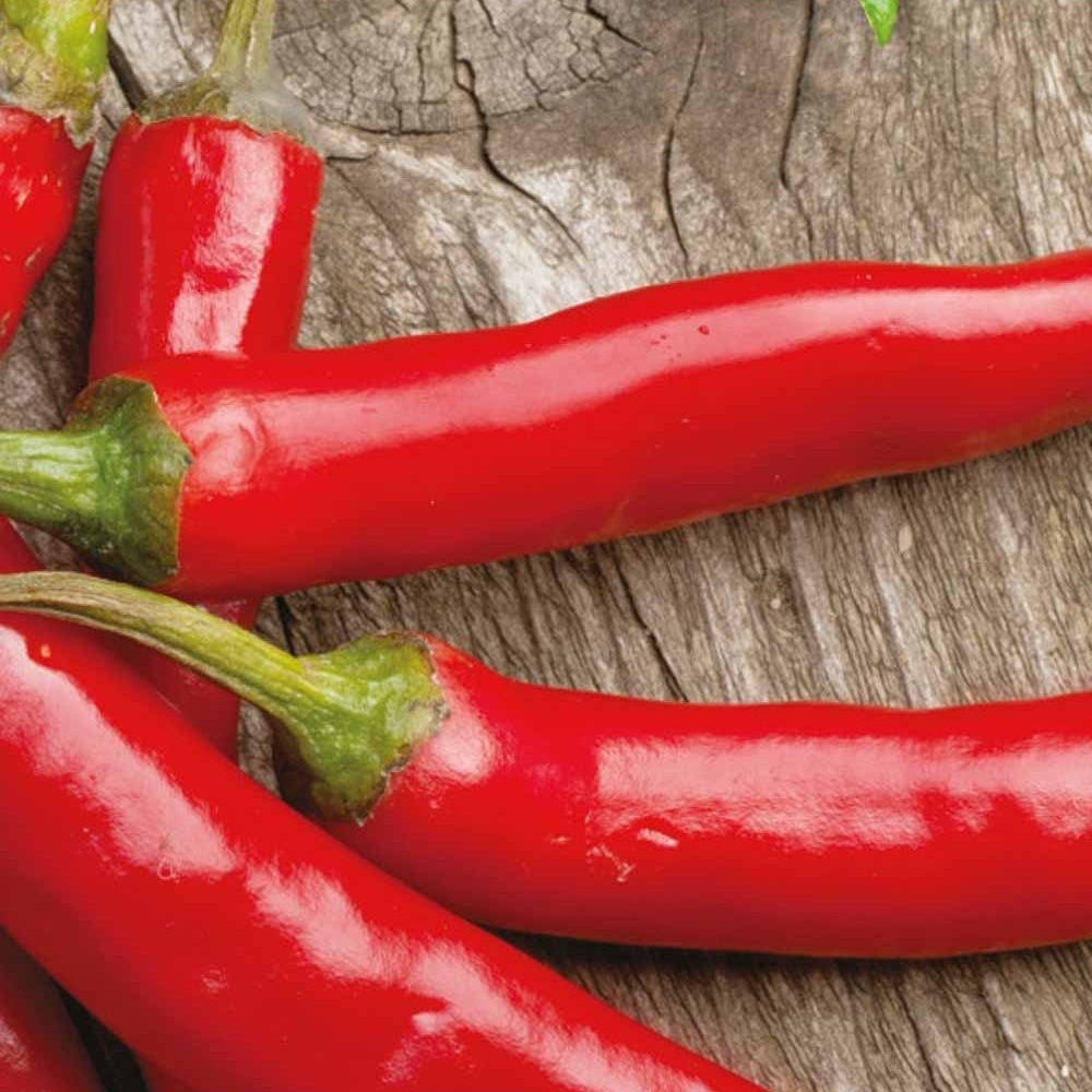 Chili ‘Westlandse Lange Rode’ Bio - Capsicum annuum westlandse lange rode - Willemse
