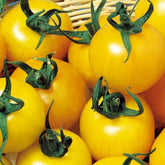Gelbe Fruchttomate Goldene Königin - Willemse