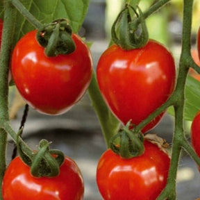Kirschtomate Gardenberry F1 - Willemse