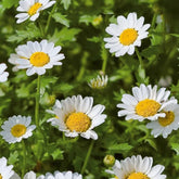 Einjährige Zwergchrysantheme Snow Daisy - Willemse