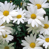 Wiesen Chrysantheme Alaska - Willemse