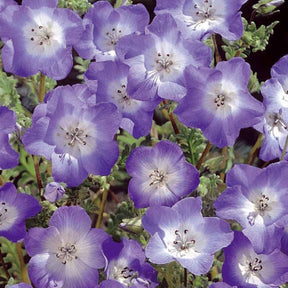 Himmelsauge ‘Prince Gustav’s Eyes’ - Willemse