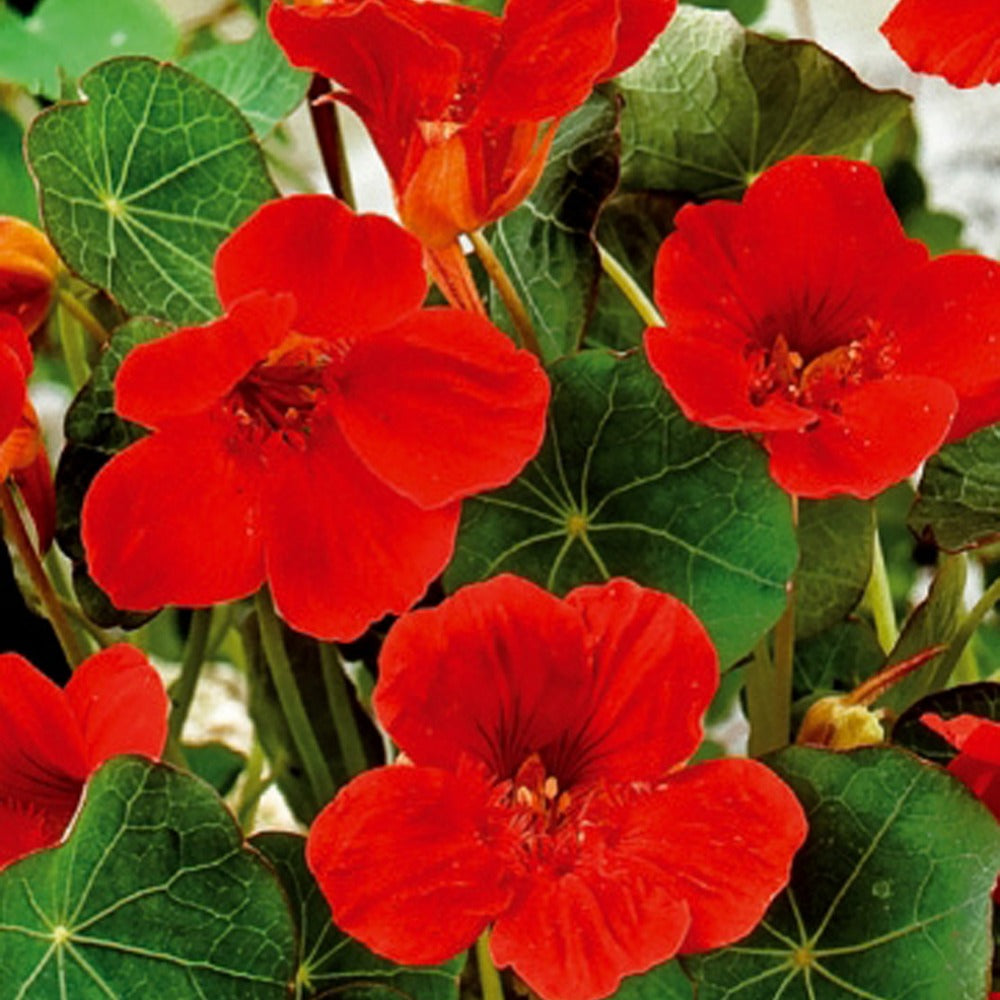Zwergkapuzinerkresse Empress of India rot - Tropaeolum majus nanum empress of india - Willemse