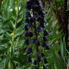 Persische Schachblume - Fritillaria persica - Willemse