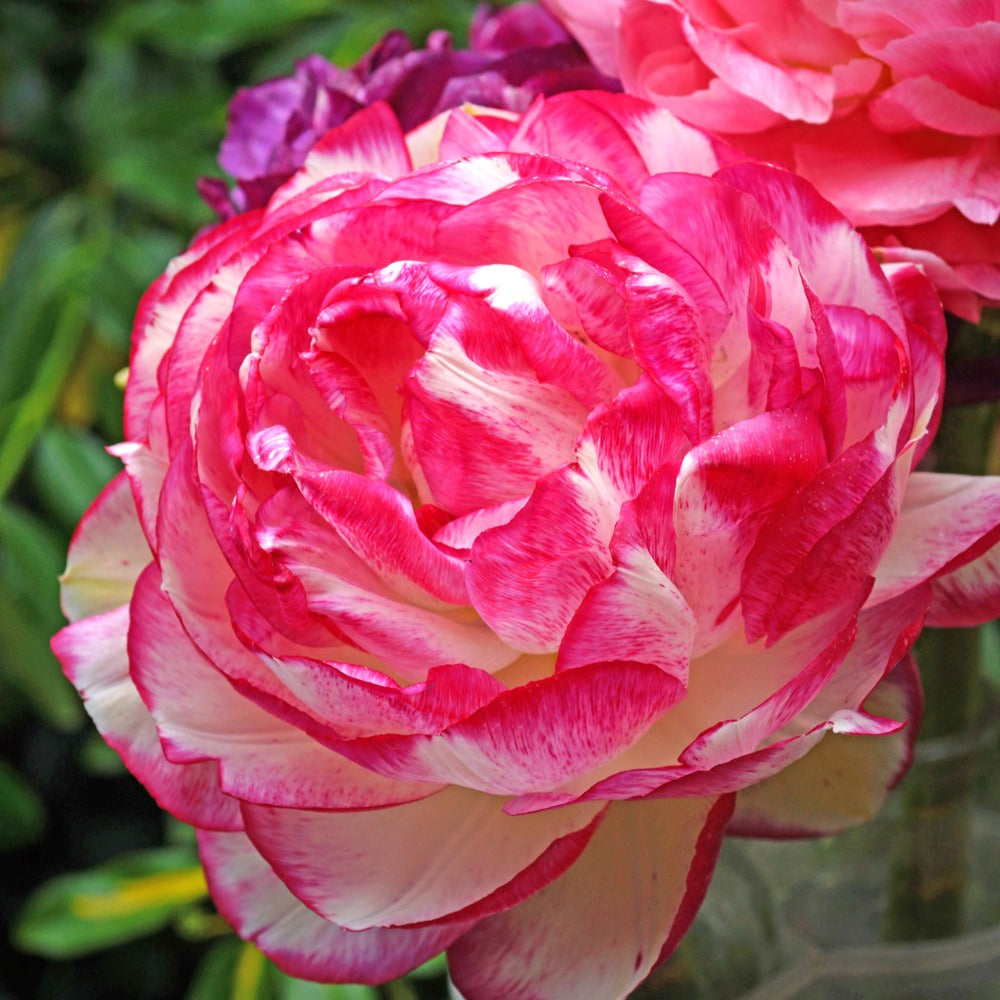 Ranunkel Picotee Pink (x12) - Ranunculus picotee pink - Willemse