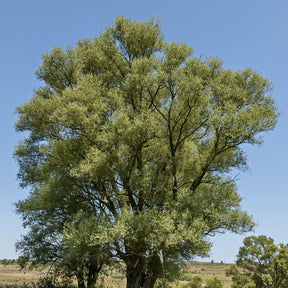 Silberweide - Willemse