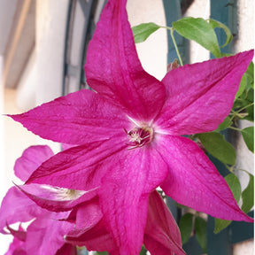 Waldrebe ‘Nancy’ (Jour de la Terre®) - Willemse