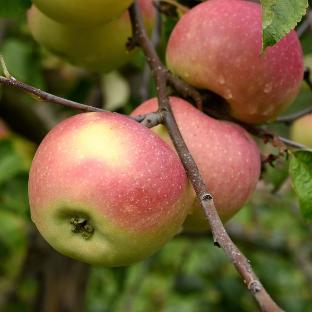 Apfelbaum Melrose - Malus domestica melrose - Willemse