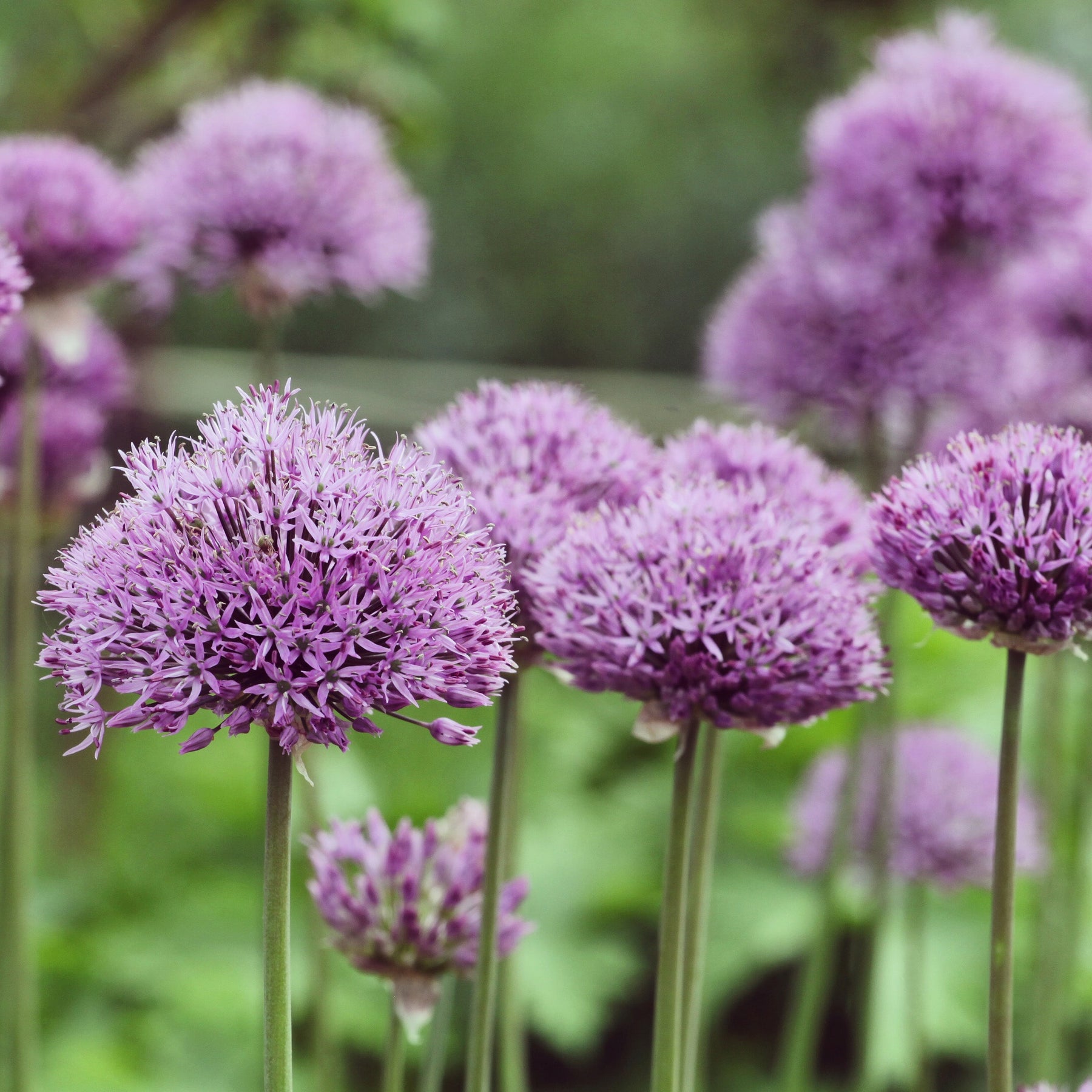 Allium Pinball Wizard - Willemse
