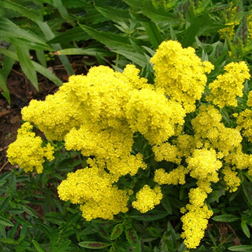 Goldrute Little Lemon - Willemse
