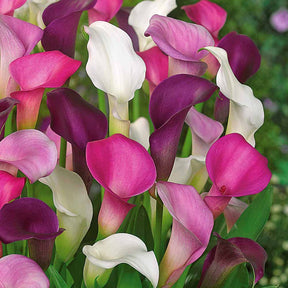 Calla Mischung (weiß + purpur + rosa) (x3) - Willemse