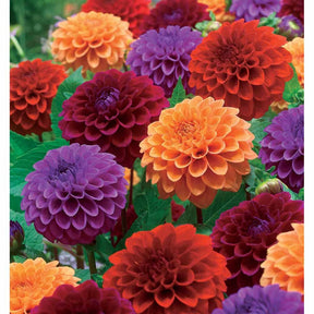 Pompon-Dahlien Mischung (x4) - Willemse
