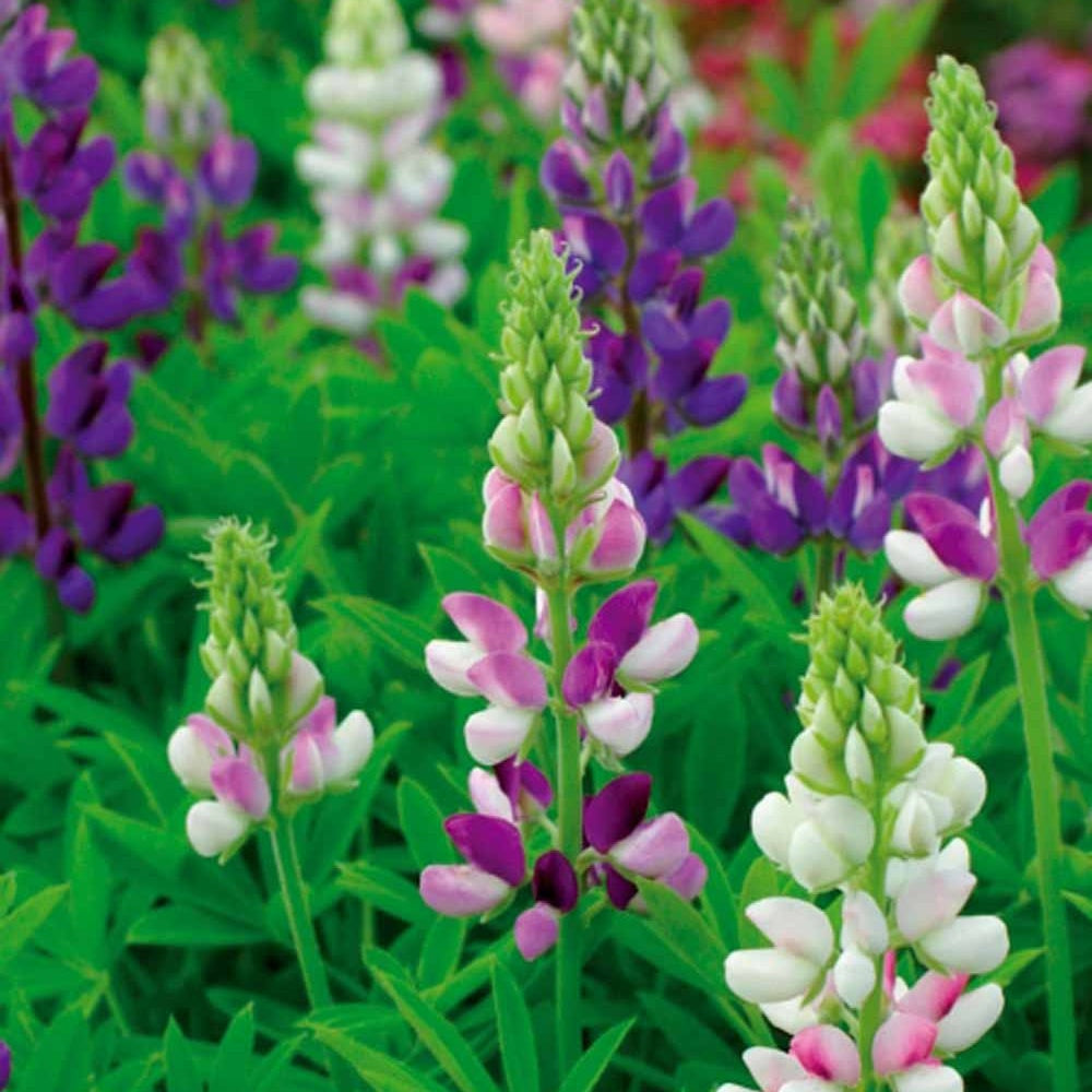Hartweger Lupine einjährig in Mischung - Willemse