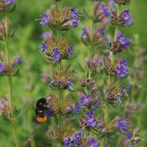 Bio-Bienenweide-Samenmischung - Willemse